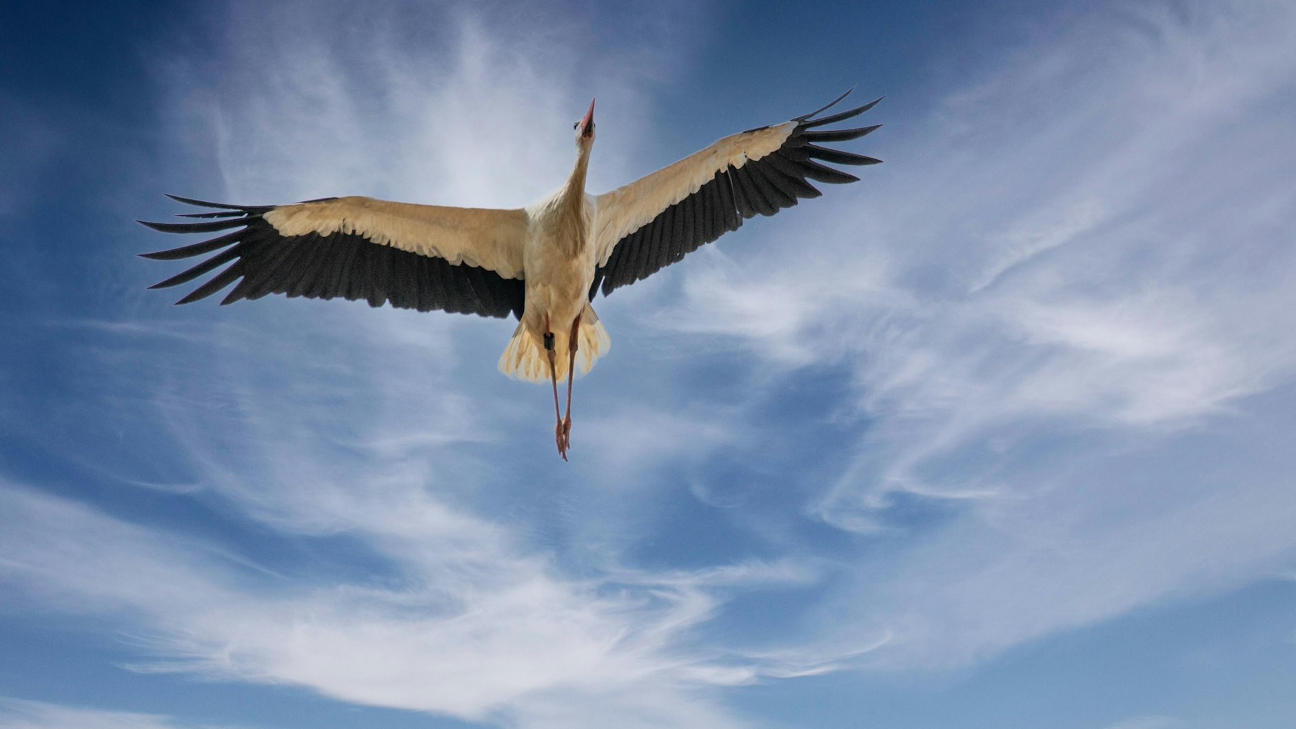 Störche sind Segelflieger, nutzen den aufsteigenden Wind für ihren Flug.