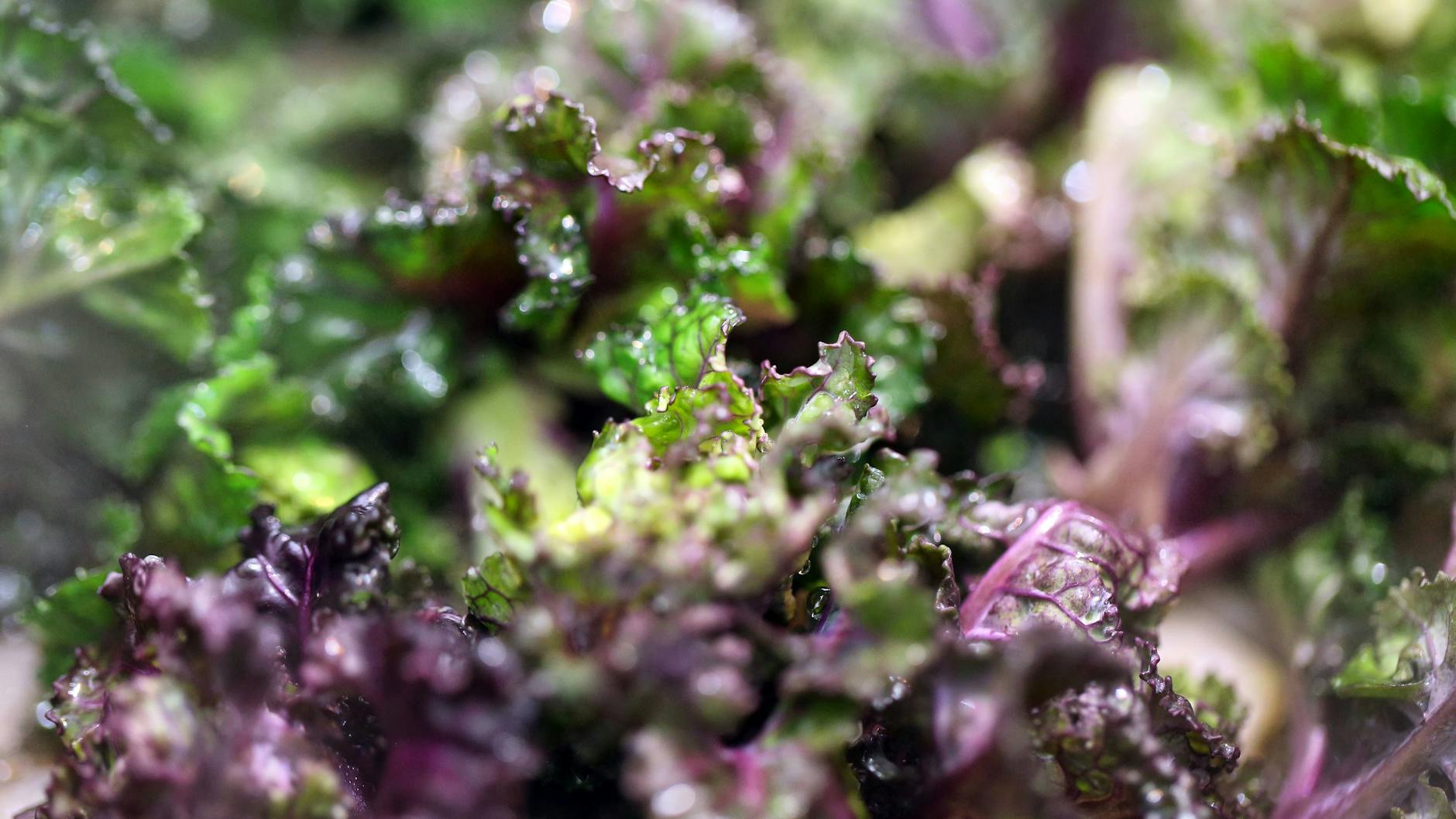 Die Kalettes-Röschen sind teilweise lila und grün.