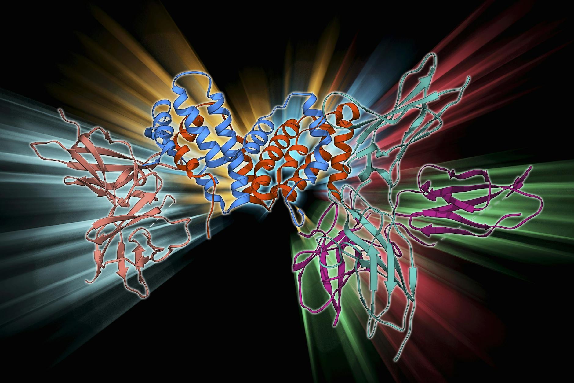 Teil der Immunantwort: Das Protein Interferon-gamma wirkt auch gegen virale Infektionen. Produziert wird es unter anderem im Zuge der <a href="https://de.wikipedia.org/wiki/Angeborene_Immunantwort">angeborenen Immunantwort</a> von Natürlichen Killerzellen.
