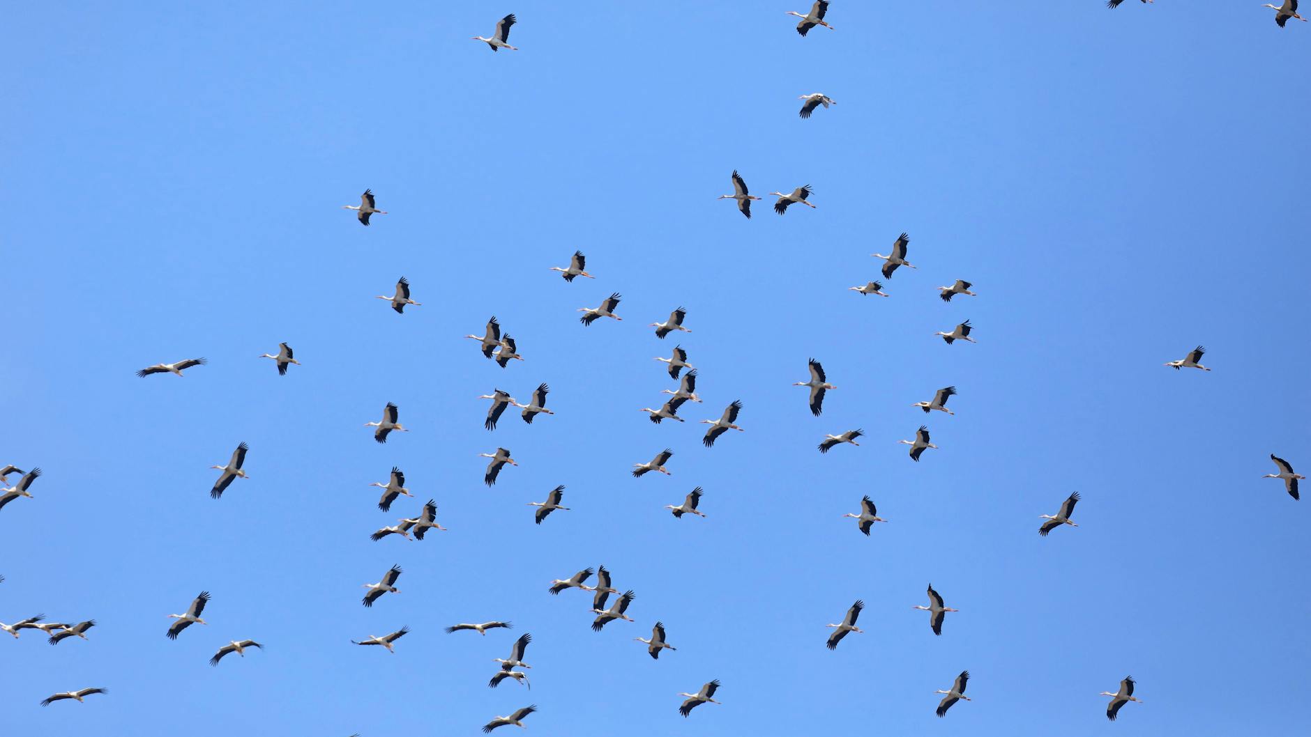Ein großer Schwarm Störche ist auf dem Weg nach Afrika. 
