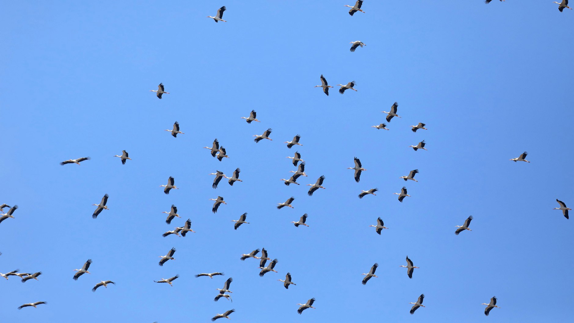 Ein großer Schwarm Störche ist auf dem Weg nach Afrika.&nbsp;