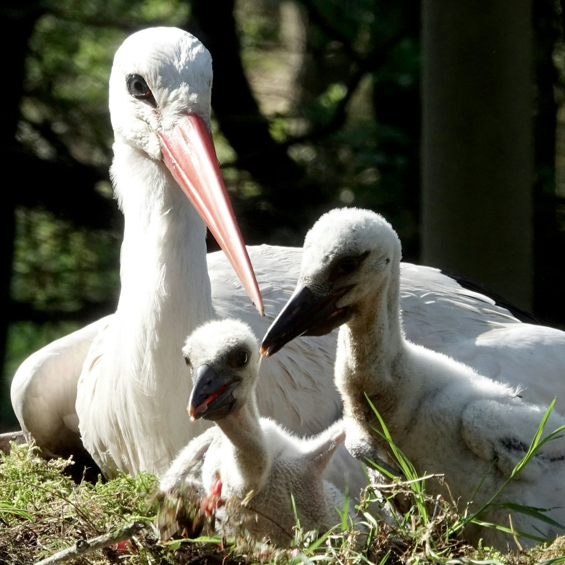 Eine Storchenmutter mit ihrem Nachwuchs: Durch Unwetter im Sommer starben in Brandenburg viele Jungvögel.