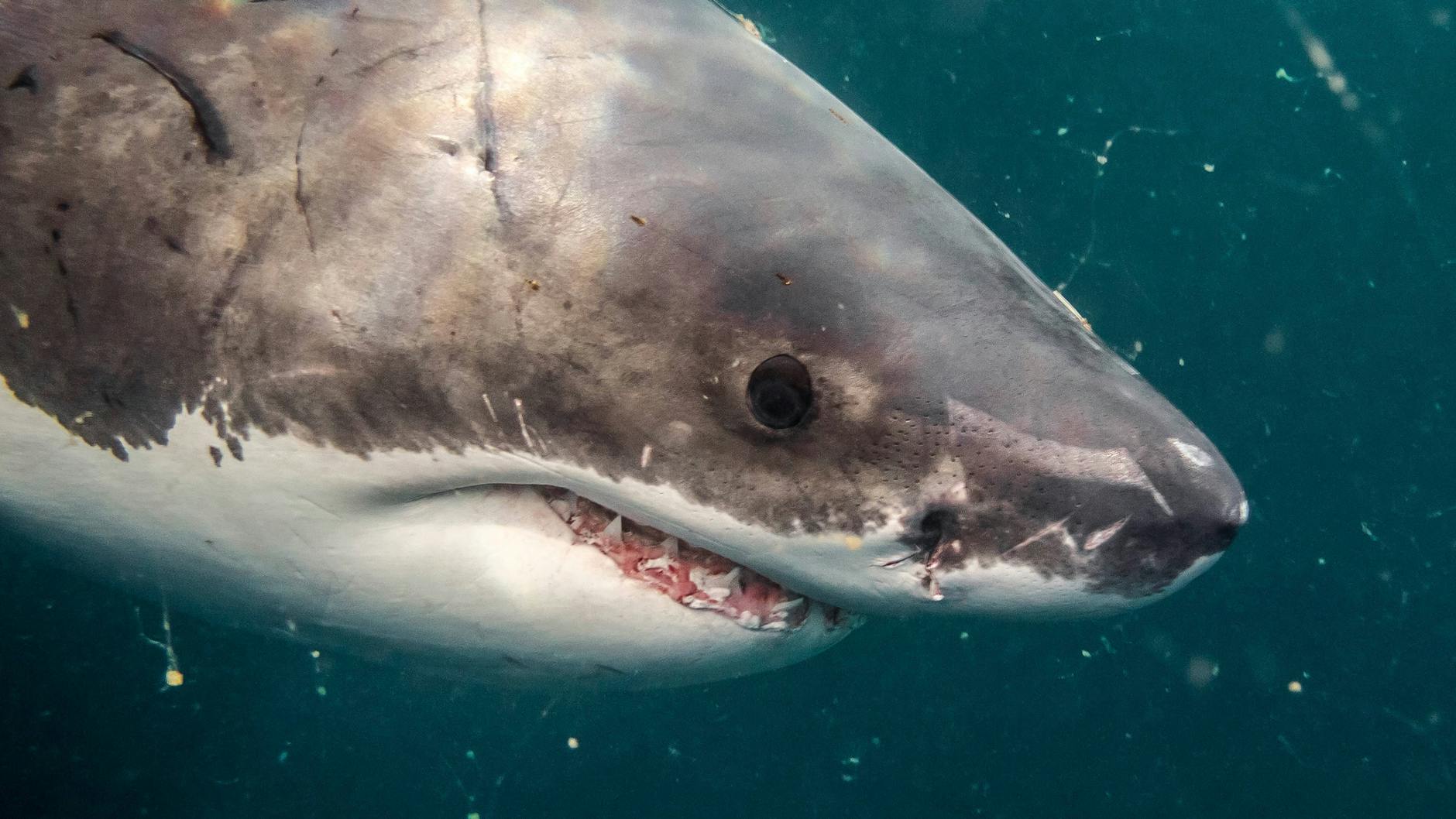 Kann ziemlich schlecht sehen: der Weiße Hai.