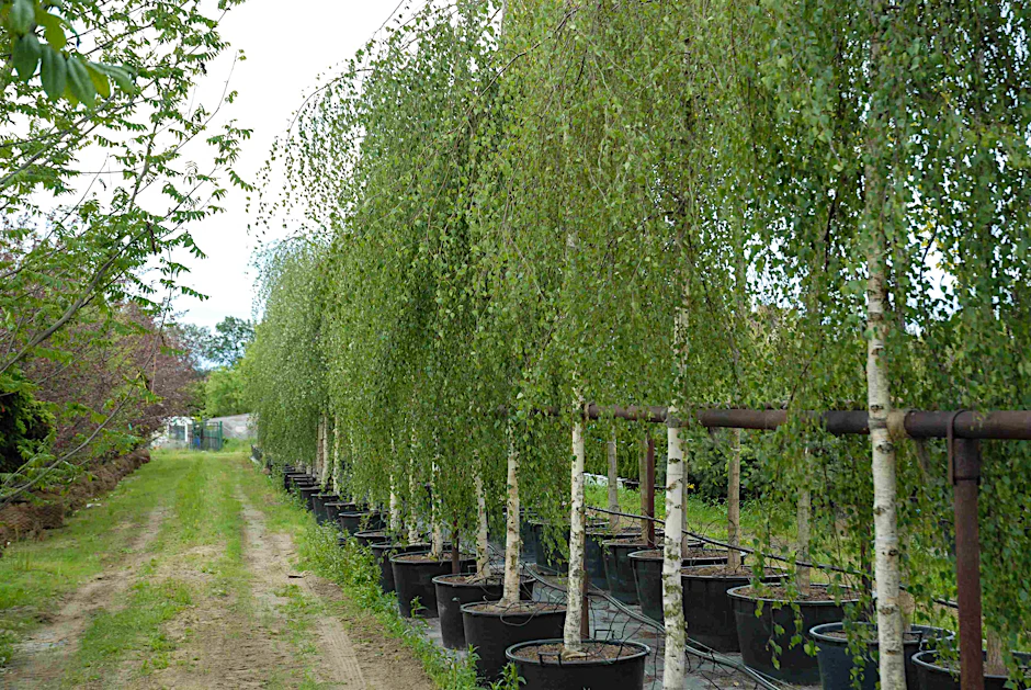 Die Baumschule Lorberg in Schönefeld ist die renommierteste und größte im Berliner Umkreis, auch unser Gartenprofi kauft hier gerne ein.<br>
