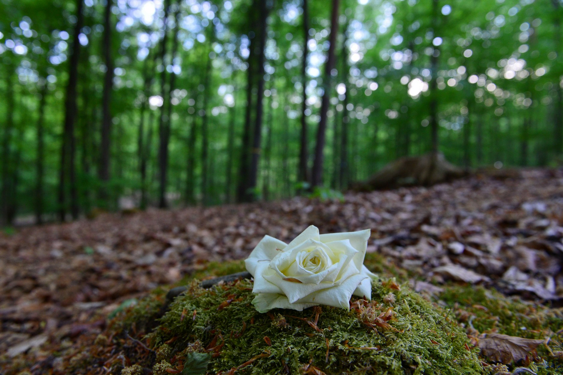 Eine letzte Ruhestatt mitten im Wald: der Ruheforst Coburger Land bei Weitramsdorf in Bayern.
