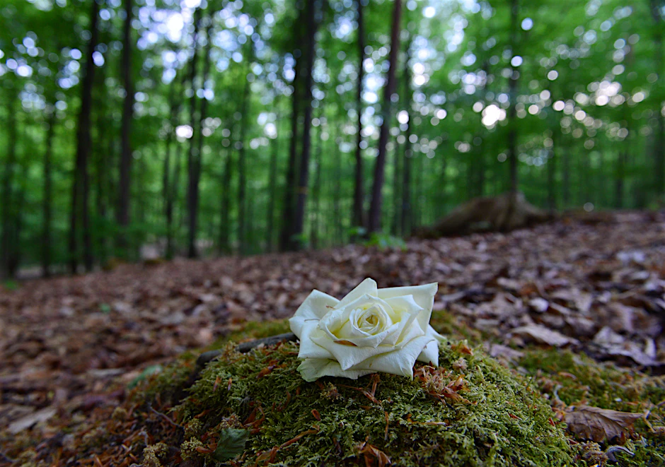 Eine letzte Ruhestatt mitten im Wald: der Ruheforst Coburger Land bei Weitramsdorf in Bayern.