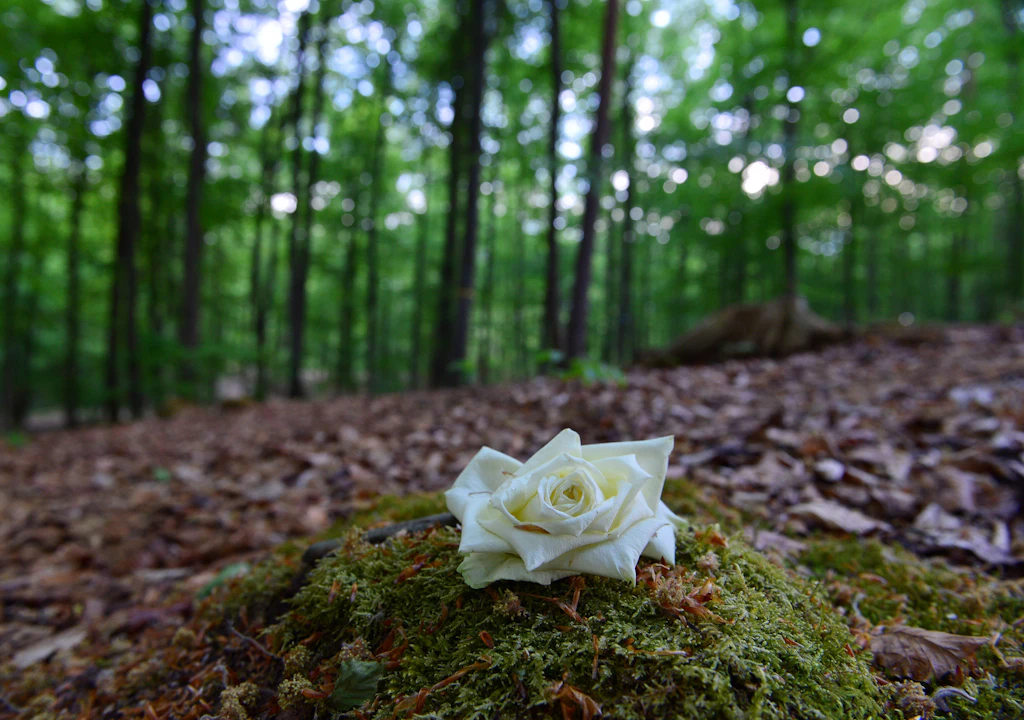 Ein Grab am Baum: Wenn der Wald zur letzten Ruhestätte wird
