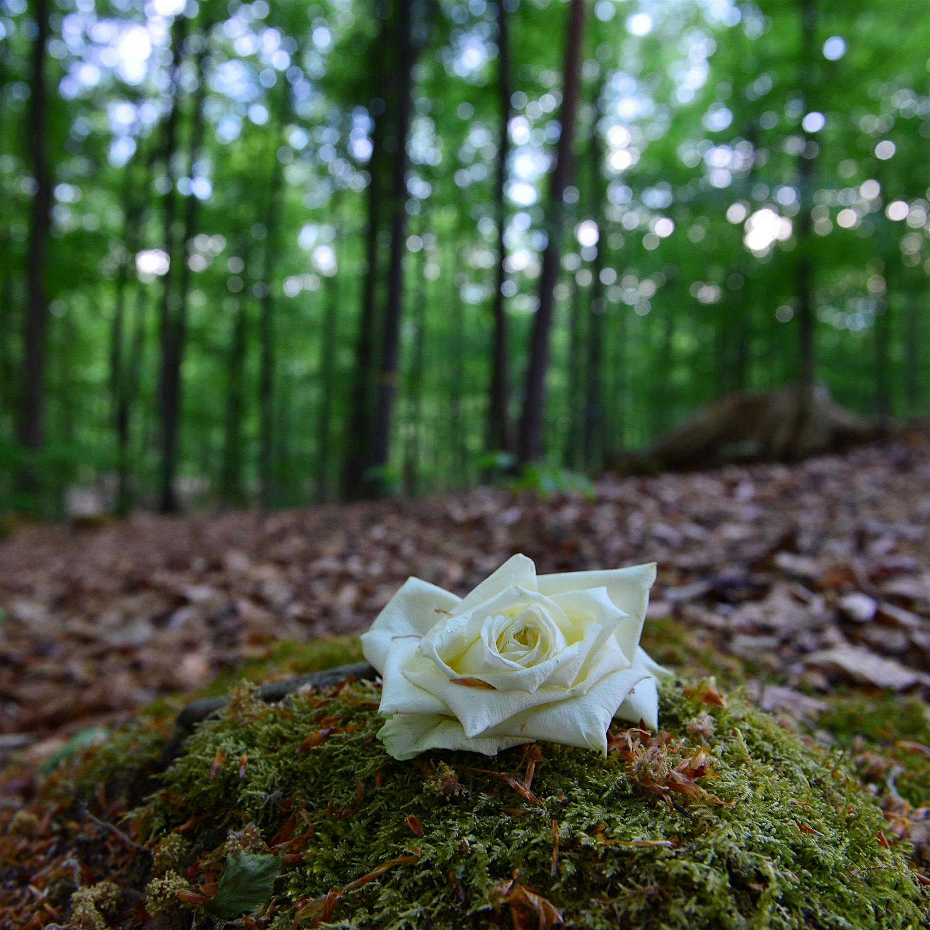 Ein Grab am Baum: Wenn der Wald zur letzten Ruhestätte wird