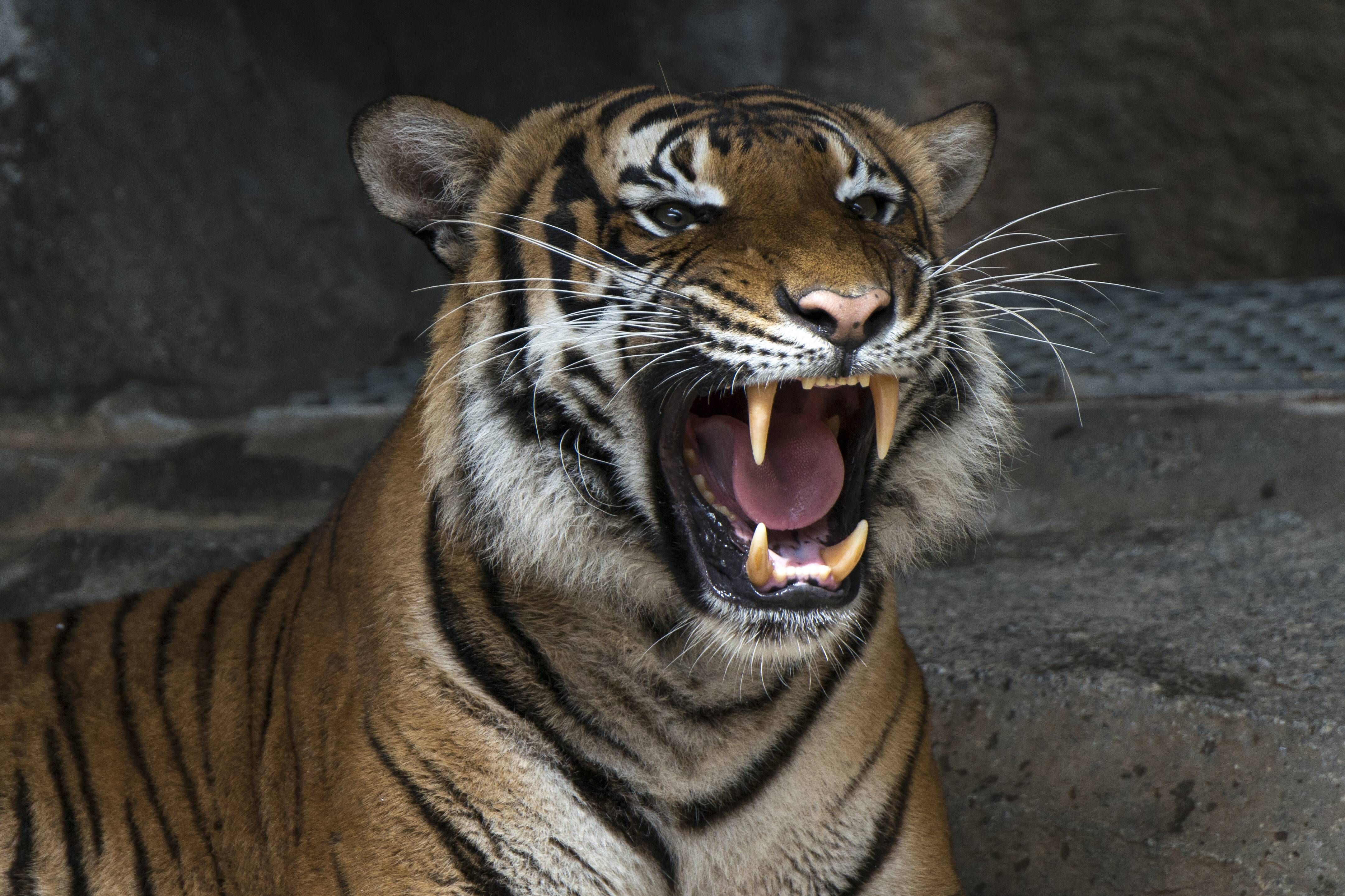 70 Jahre Tierstimmenarchiv: Der Sound des Naturkundemuseums feiert Geburtstag