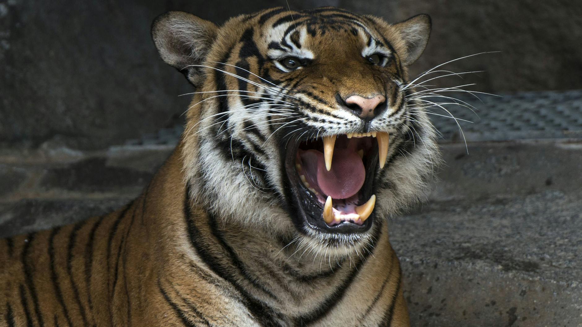 Roar! Wie genau sich ein brüllender Tiger anhört, kann man per Mausklick im digitalen Tierstimmenarchiv recherchieren.