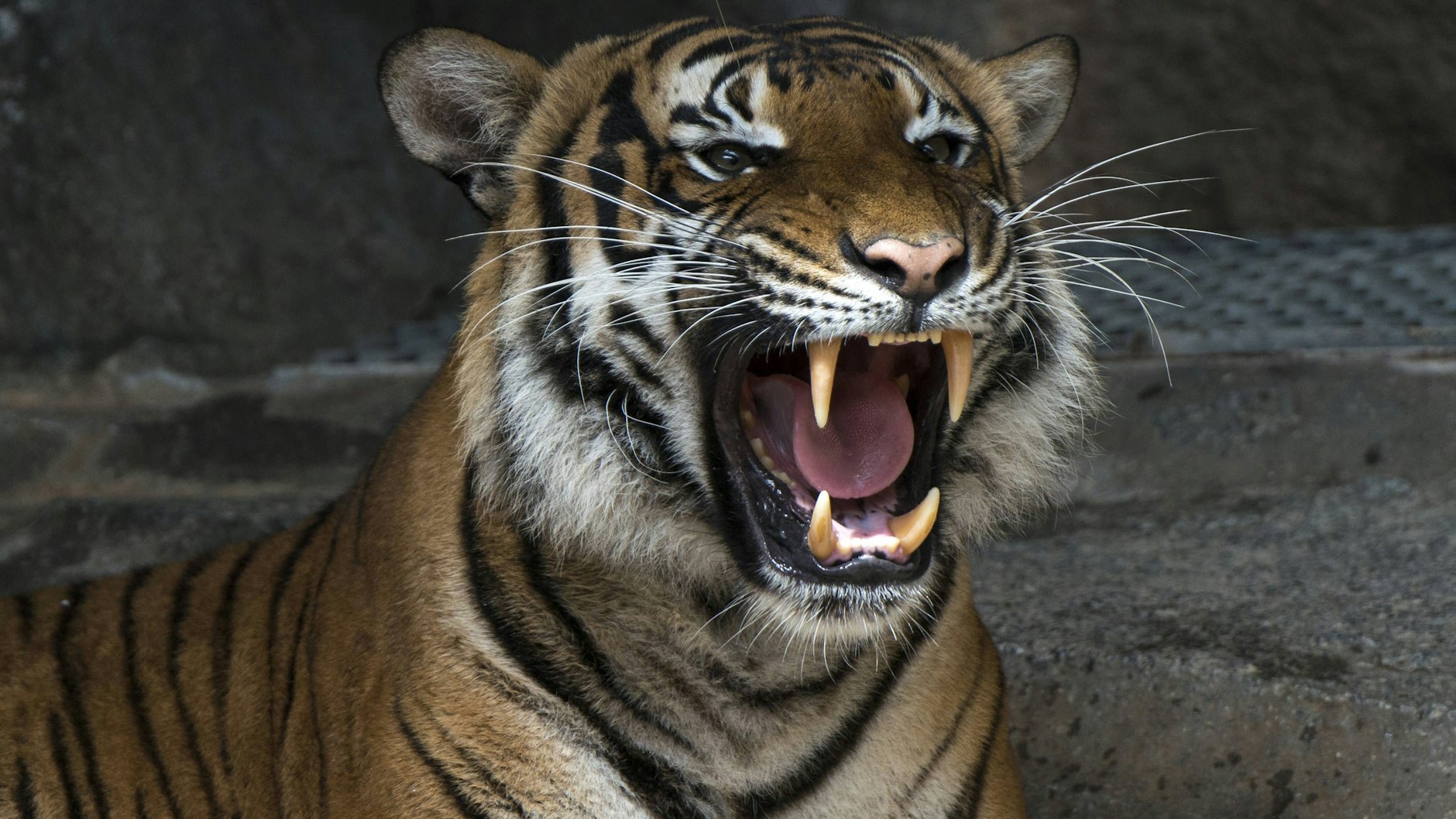 Roar! Wie genau sich ein brüllender Tiger anhört, kann man per Mausklick im digitalen Tierstimmenarchiv recherchieren.