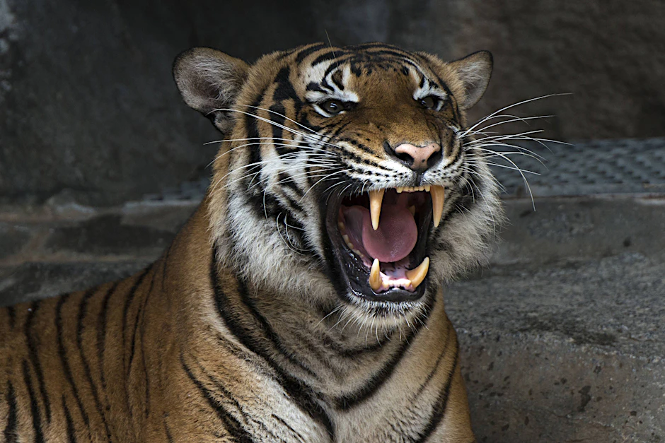 Roar! Wie genau sich ein brüllender Tiger anhört, kann man per Mausklick im digitalen Tierstimmenarchiv recherchieren.
