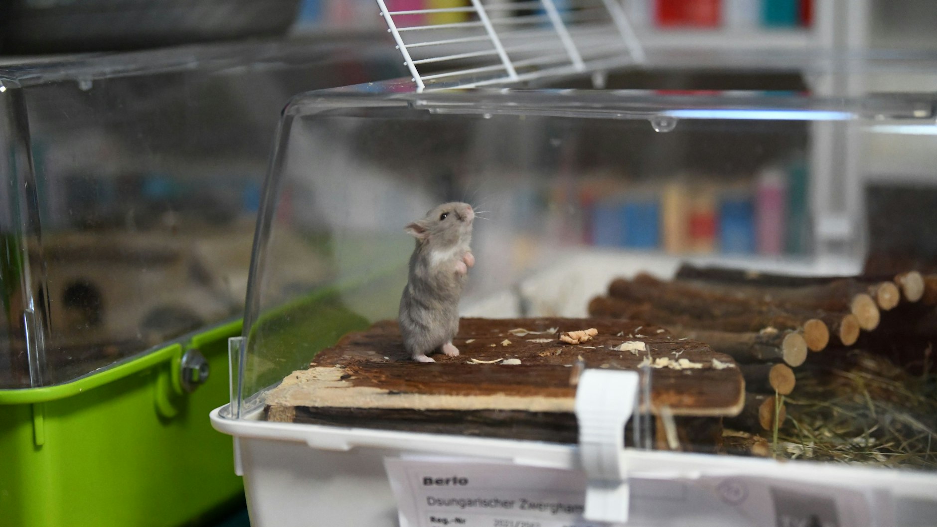 Momentan leben die Hamster im Notquartier im Tierheim-Café.