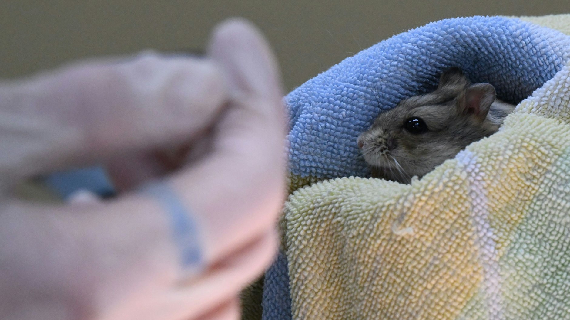 In der Tierarztpraxis des Tierheims mussten alle Hamster versorgt werden.