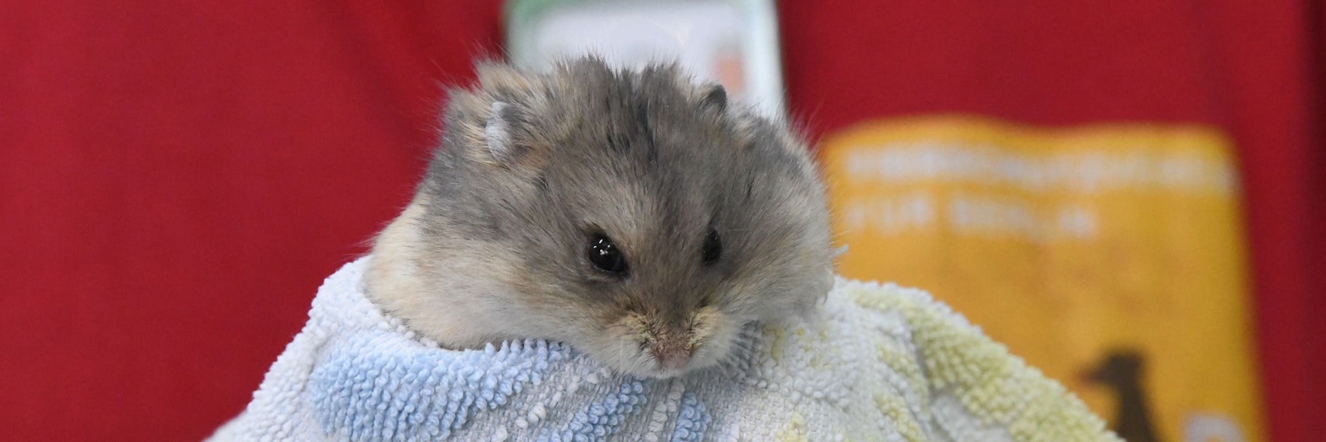 Unzählige Zwerghamster warten im Berliner Tierheim auf ein neues Zuhause - und es werden immer mehr.