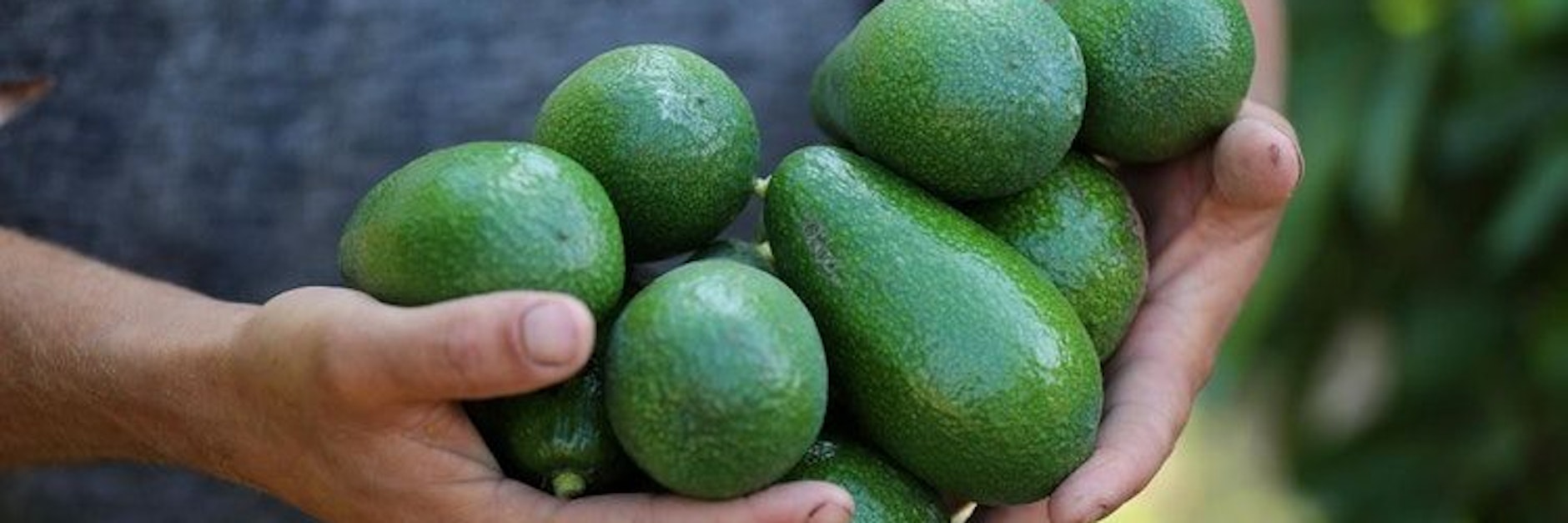 Das Wort „Avocado“ wurde wohl erst im 20. Jahrhundert aus dem älteren spanischen „avocado“ entlehnt.