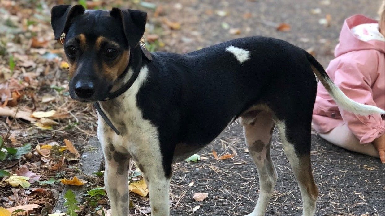 Der verschwundene Jack Russell Terrier Oskar