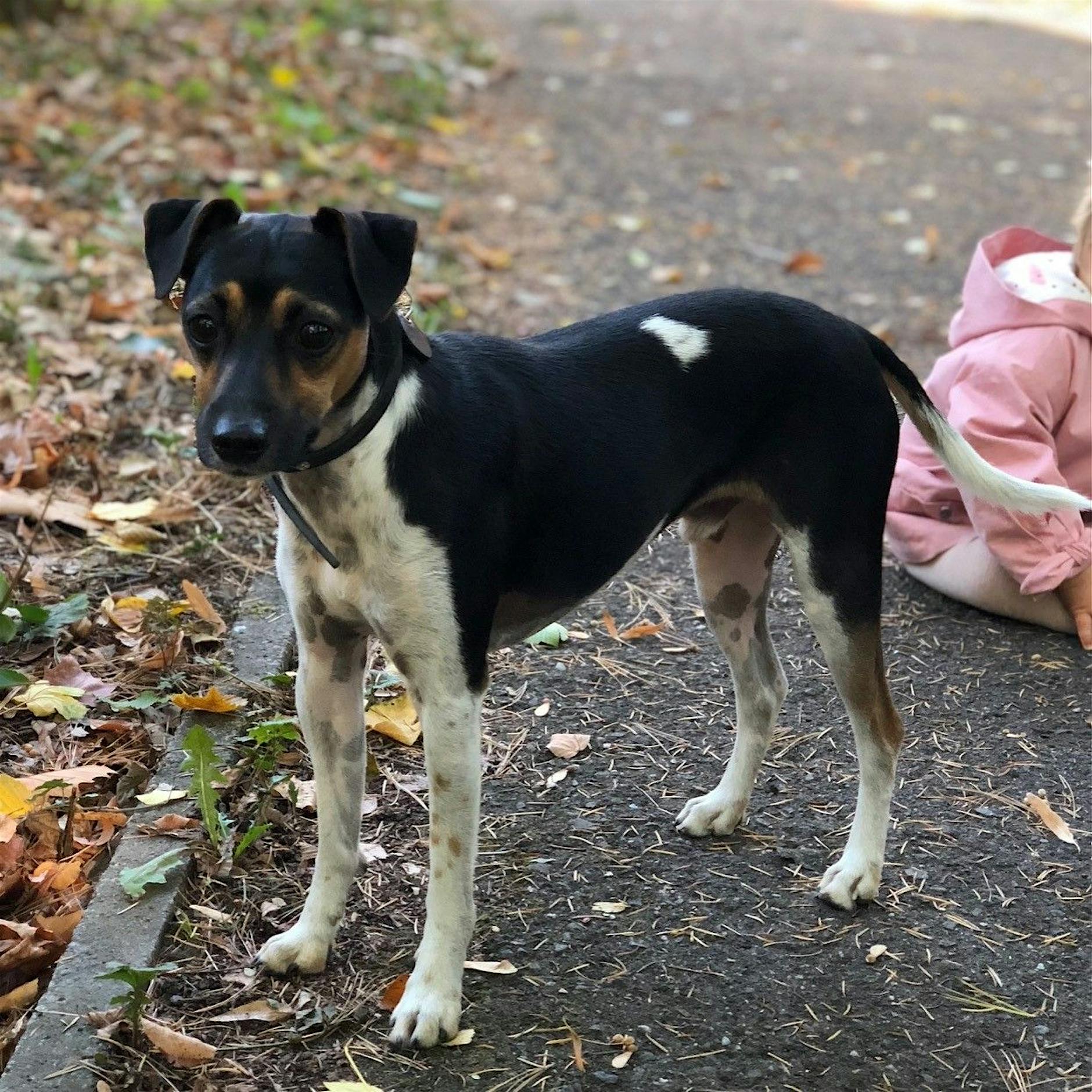 Hund in Pankow entführt: Familie bietet 5000 Euro für Oskar