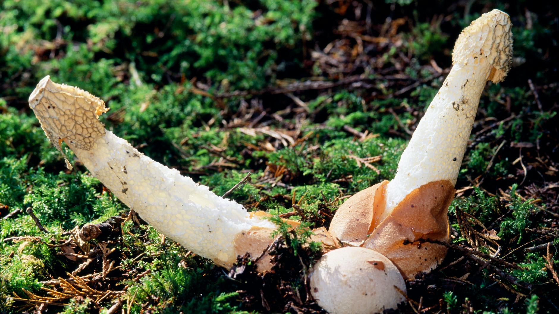 Symbolfoto-Alert: Diese Stinkhorn-Pilze heißen lateinisch Phallus impudicus. Und sie stehen, ohne dass sie viel Pflege brauchen.