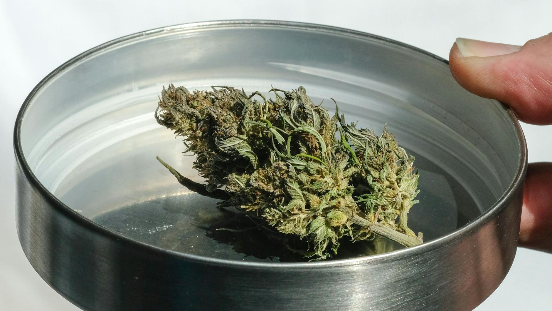 Die Ärzte wollen, dass der Besitz von größeren Mengen Cannabis weiterhin als Straftat verfolgt wird (Symbolbild).