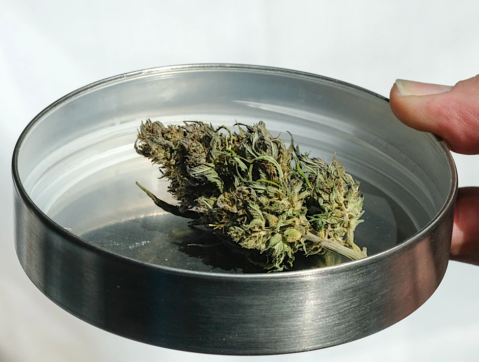 Die Ärzte wollen, dass der Besitz von größeren Mengen Cannabis weiterhin als Straftat verfolgt wird (Symbolbild).