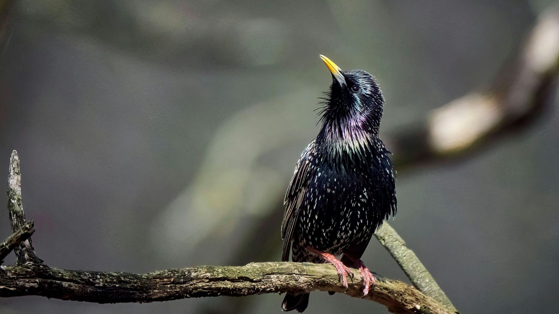Auch Stare sind aus vielen Gärten Mitteleuropas verschwunden, und mit ihnen ihre pfeifenden und zwitschernden Gesänge.