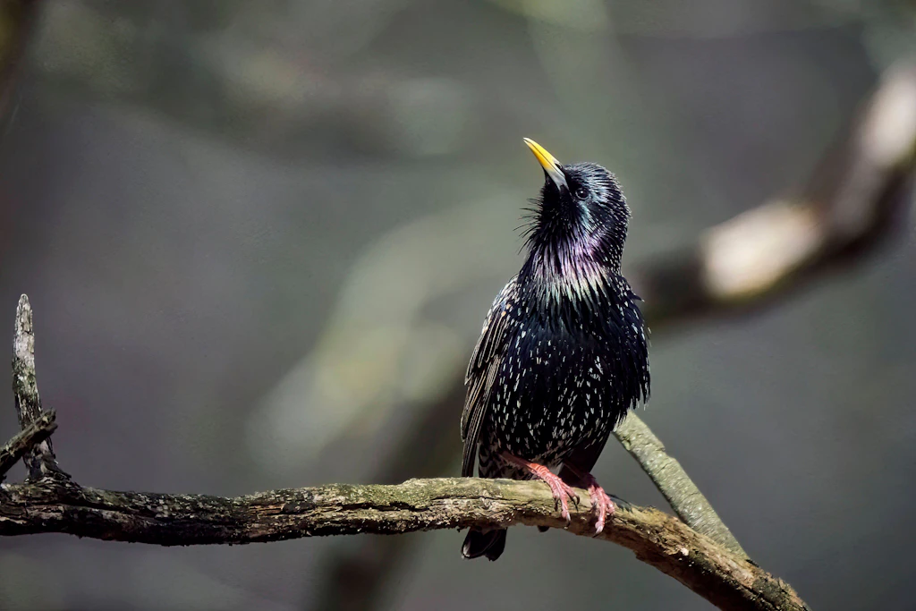Beunruhigende Analyse: Die Vogelwelt wird leiser und monotoner