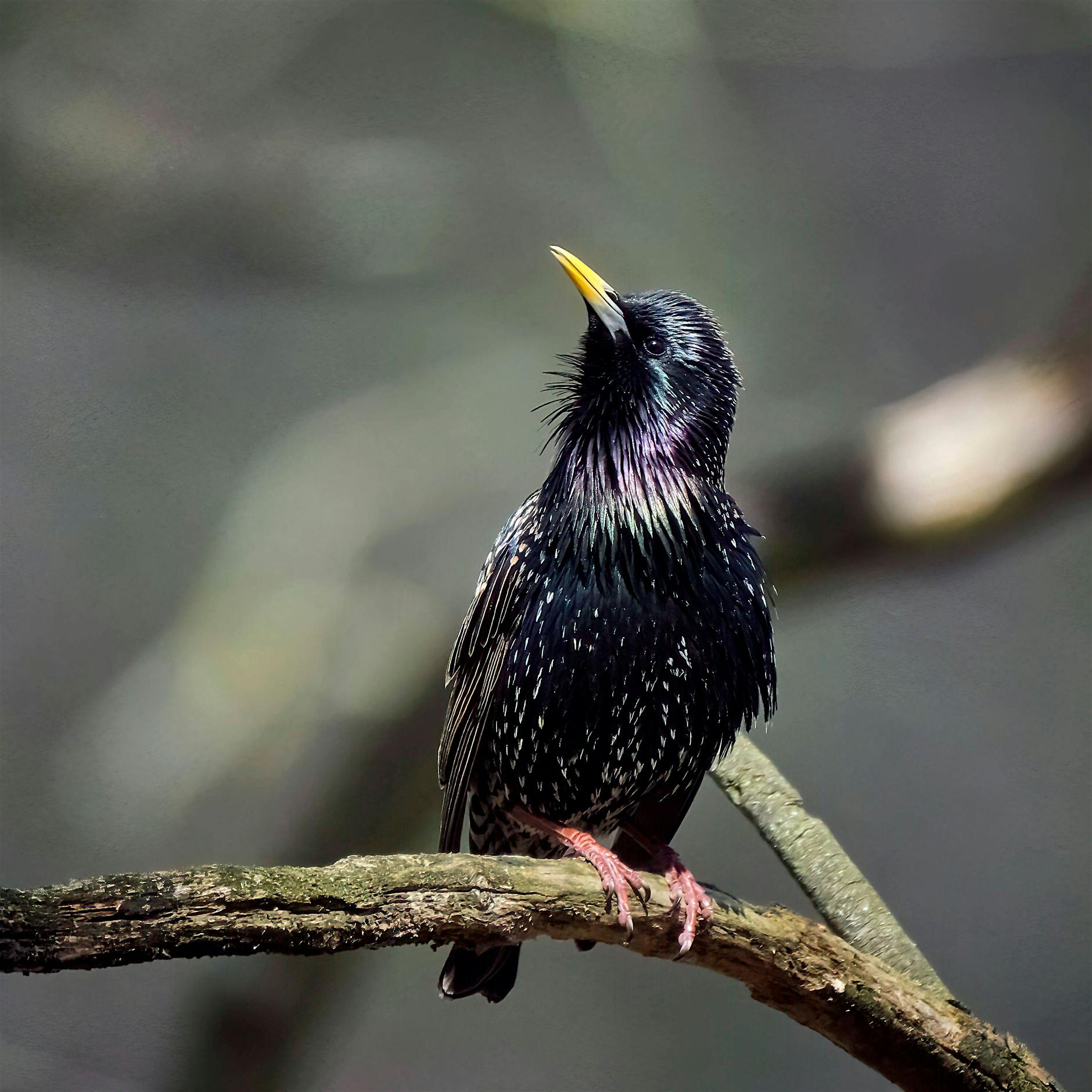 Beunruhigende Analyse: Die Vogelwelt wird leiser und monotoner