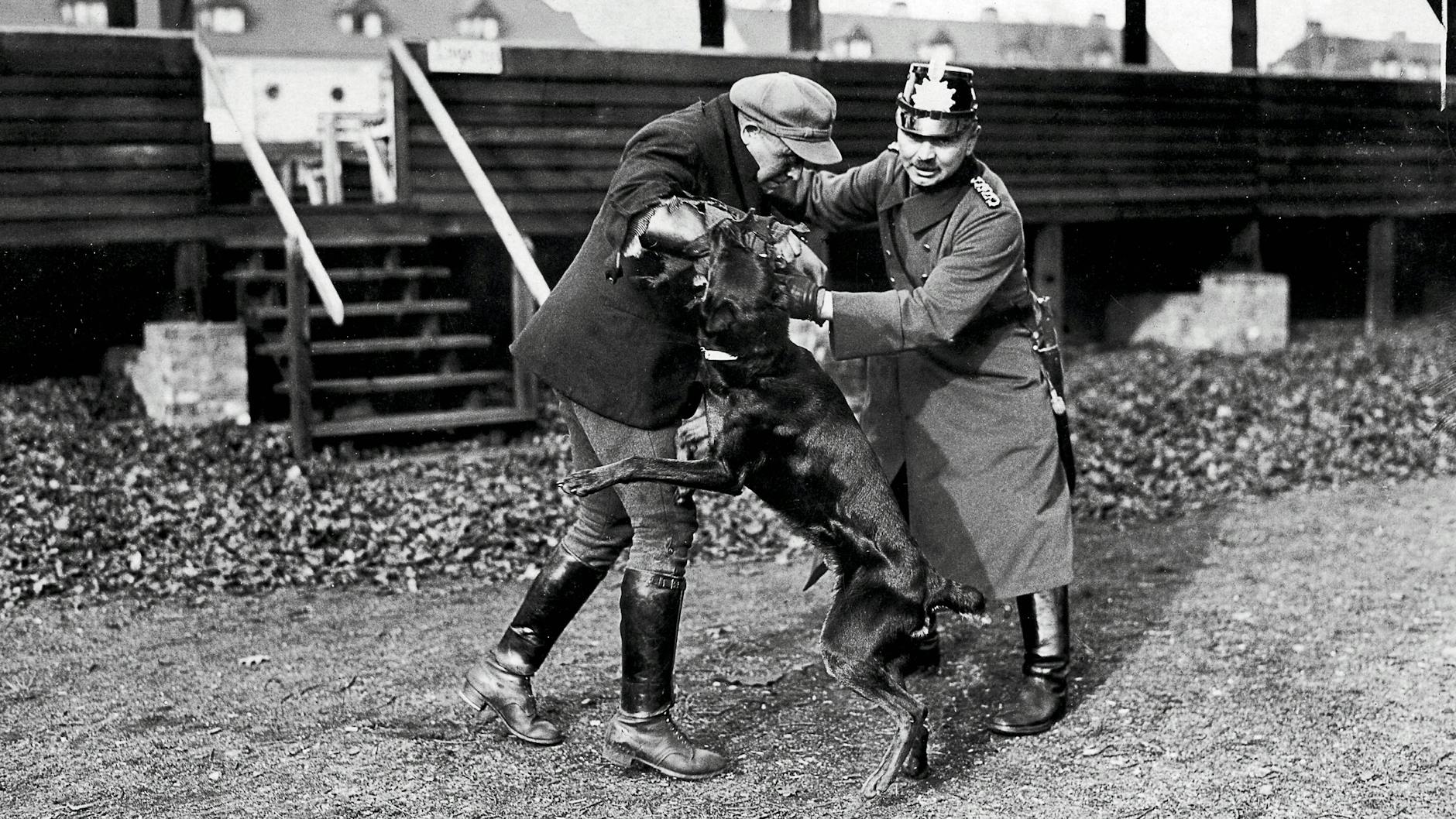 Wehe, wenn er losgelassen! 1925: Ein Berliner Polizeihund verbeißt sich bei einer Übung in den Arm eines Schein-Bösewichts.