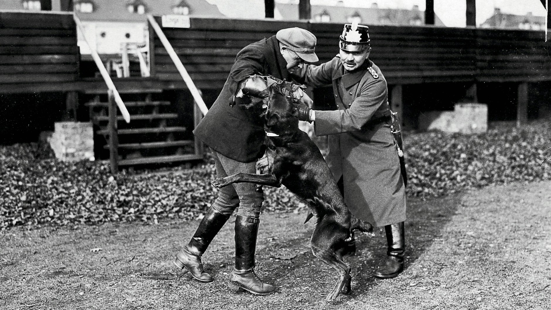 Wehe, wenn er losgelassen! 1925: Ein Berliner Polizeihund verbeißt sich bei einer Übung in den Arm eines Schein-Bösewichts.