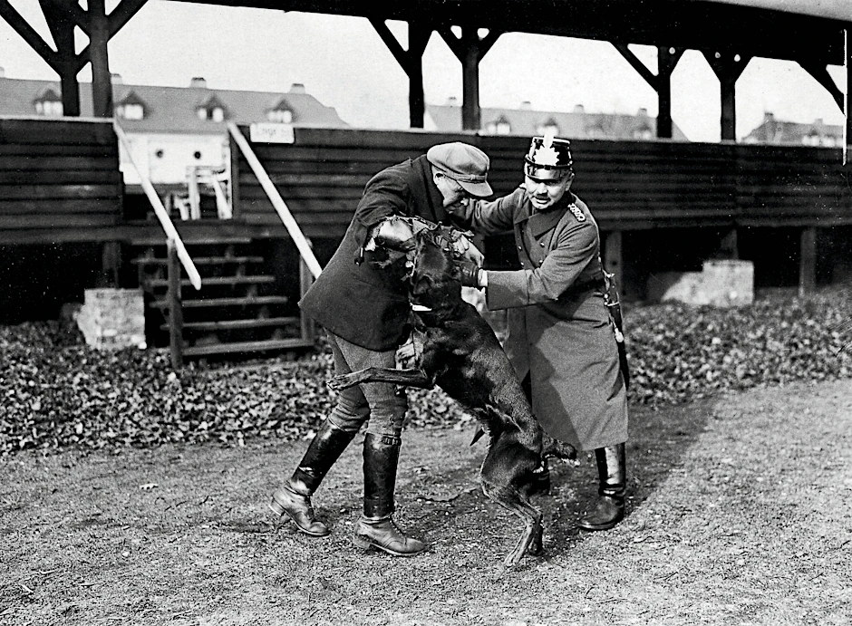 Wehe, wenn er losgelassen! 1925: Ein Berliner Polizeihund verbeißt sich bei einer Übung in den Arm eines Schein-Bösewichts.
