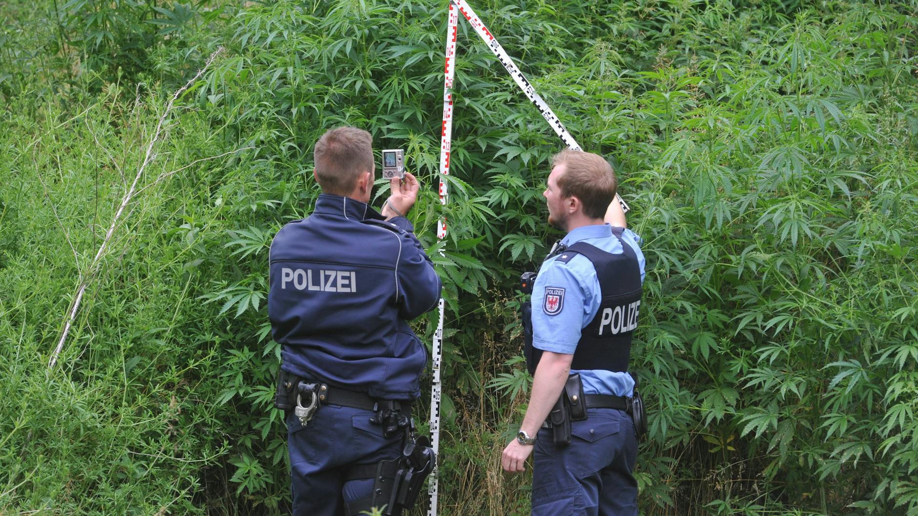 Trotz der gestiegenen Anzahl gefundener Plantagen sank die Zahl der entdeckten Cannabis-Pflanzen (Symbolbild).