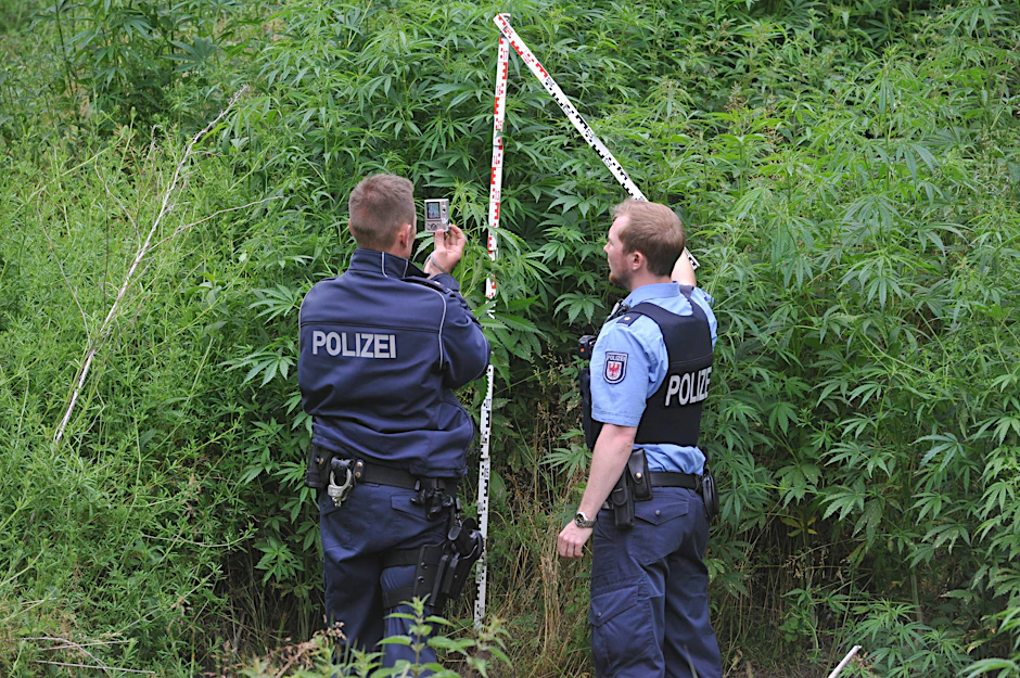Trotz der gestiegenen Anzahl gefundener Plantagen sank die Zahl der entdeckten Cannabis-Pflanzen (Symbolbild).