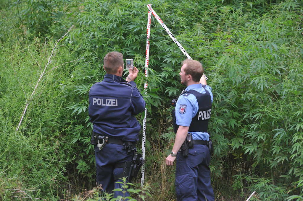 Polizei entdeckt immer mehr illegale Cannabis-Plantagen