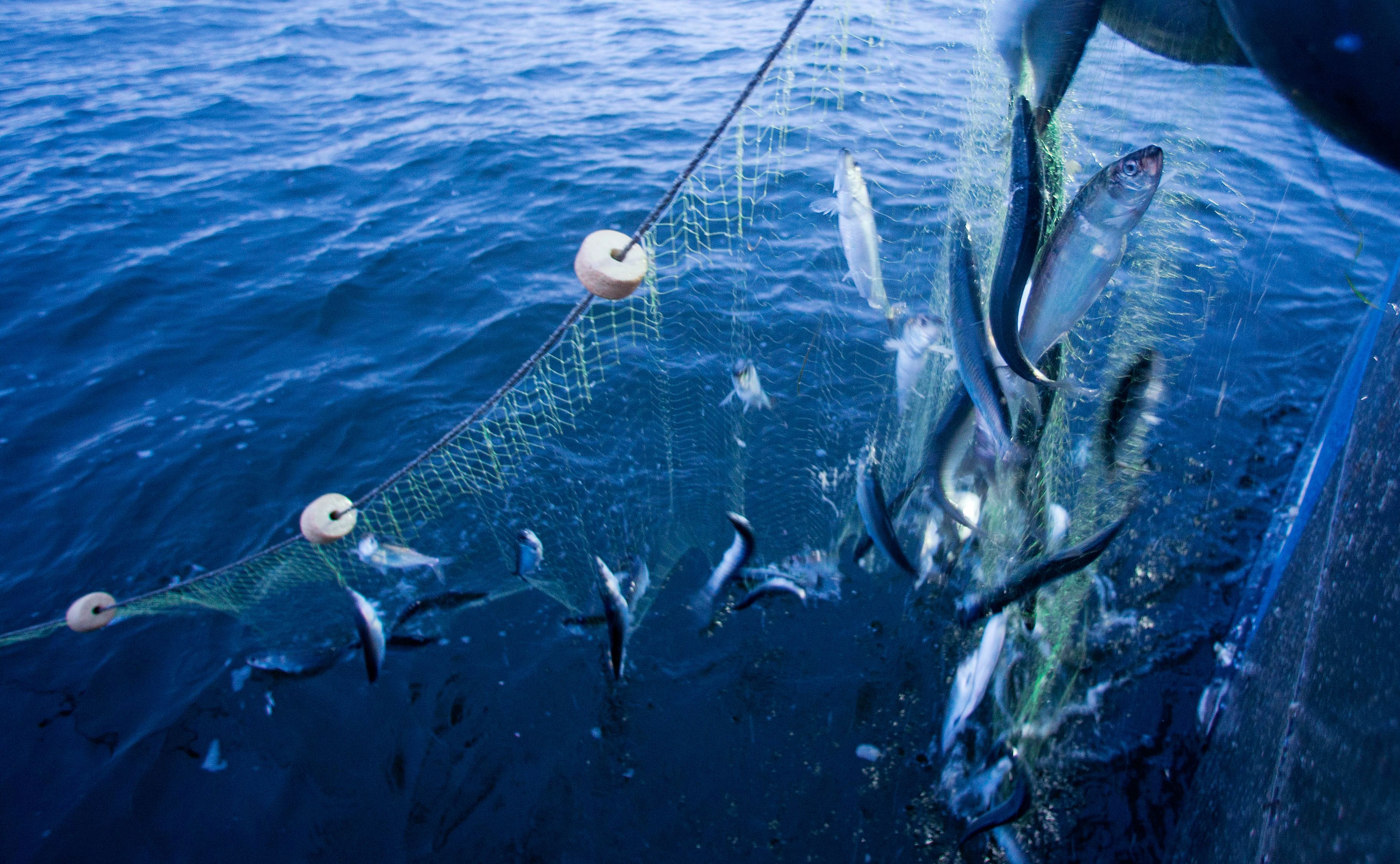 Image - Fischfang in der Ostsee steht vor dem Aus