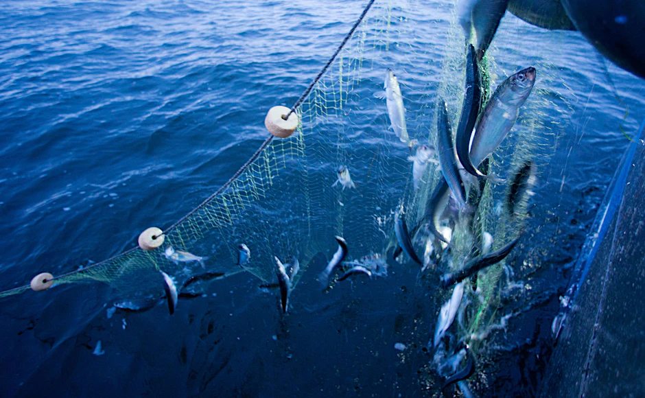 Ein Fangnetz mit Heringen wird an Bord eines Fischkutters gezogen.&nbsp;