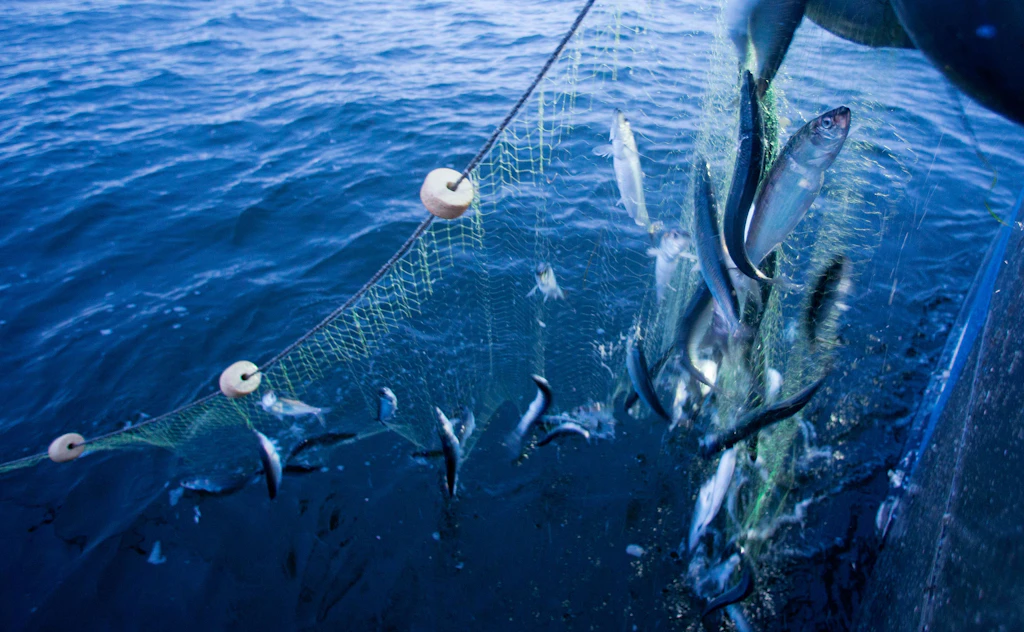 Fischfang in der Ostsee steht vor dem Aus