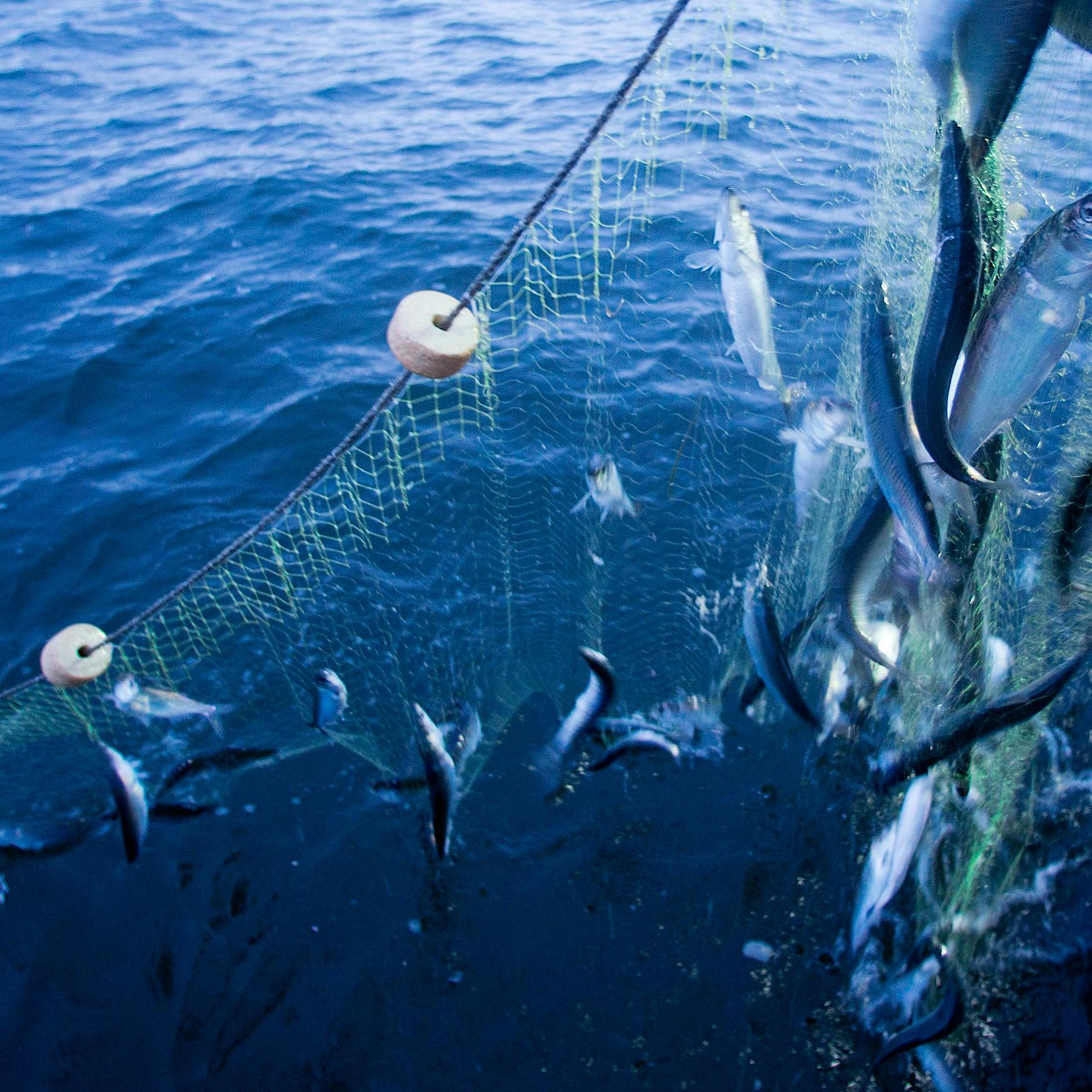 Fischfang in der Ostsee steht vor dem Aus