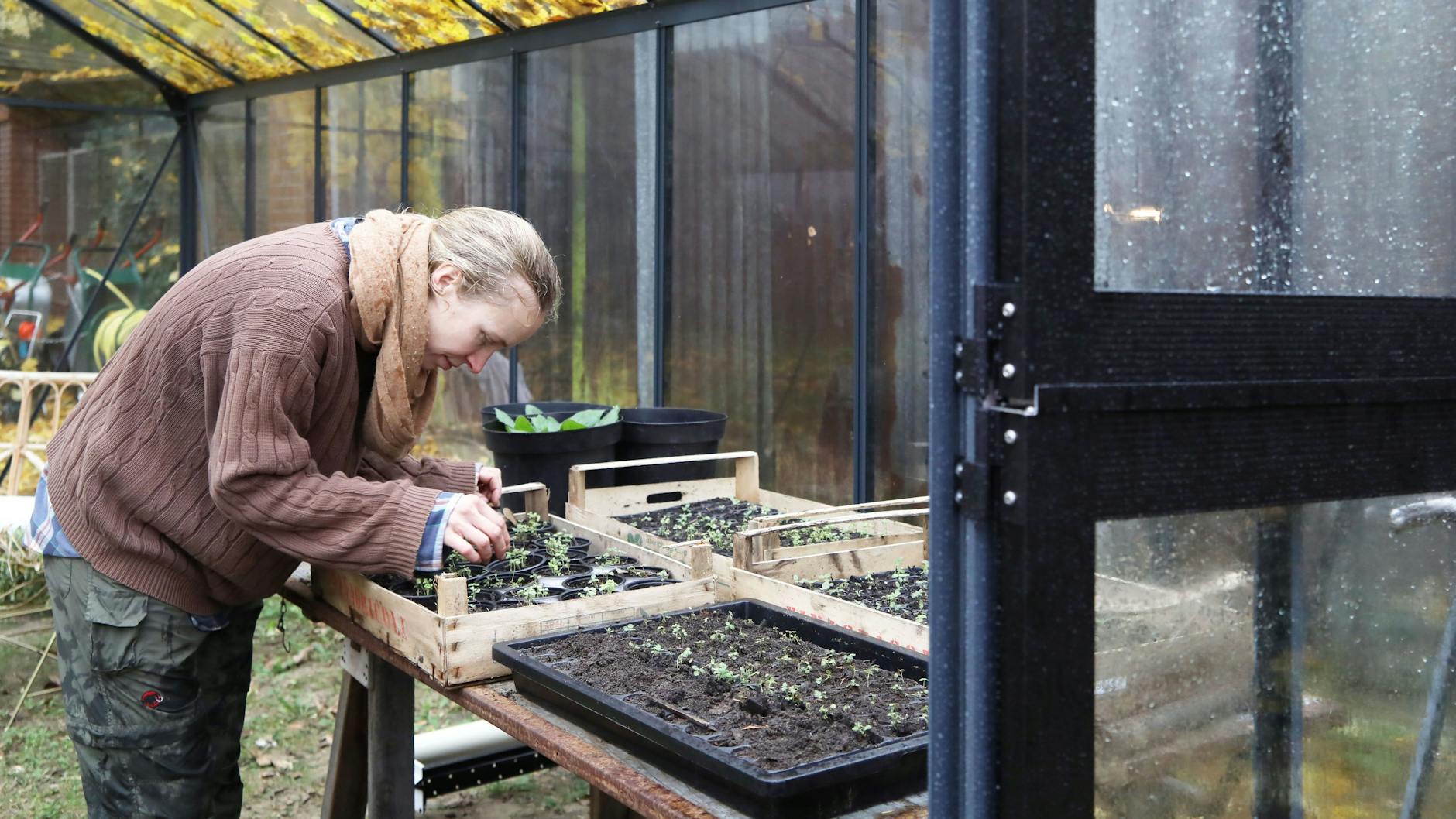 Imke Glaser pflanzt winzige Löwenmäulchen. Sie können Kälte gut vertragen. Im nächsten Jahr werden sie üppig blühen. 