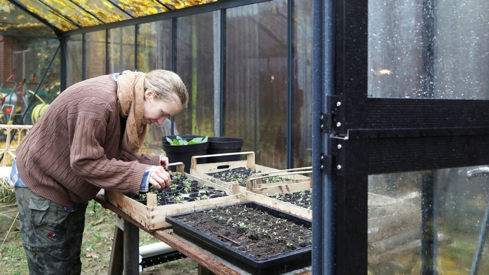 Imke Glaser pflanzt winzige Löwenmäulchen. Sie können Kälte gut vertragen. Im nächsten Jahr werden sie üppig blühen.&nbsp;
