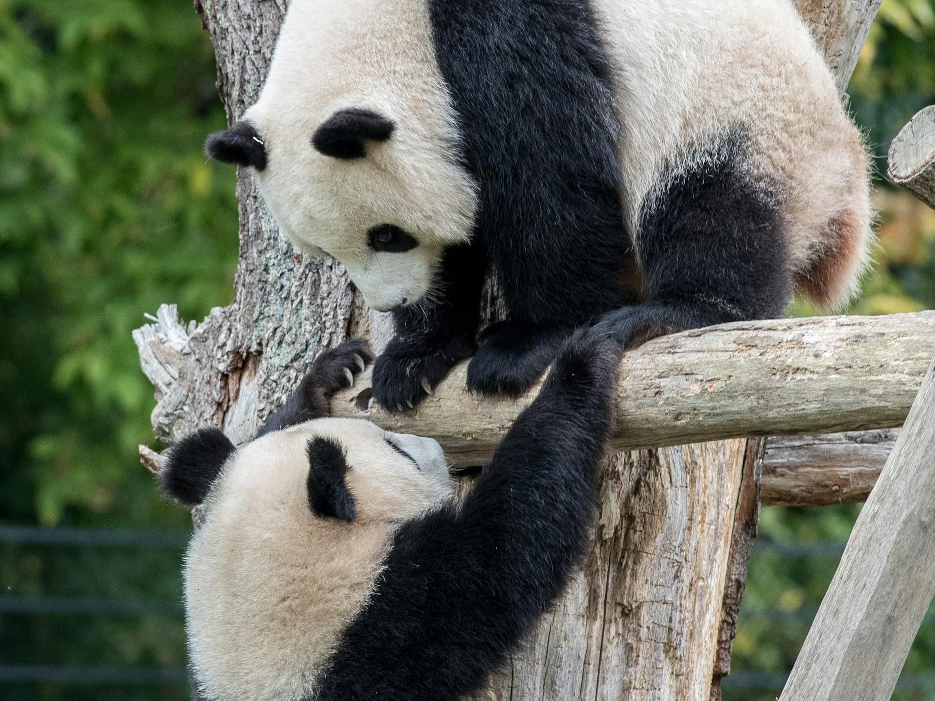 Unzertrennlich: die Panda-Zwillinge Pit und Paule.