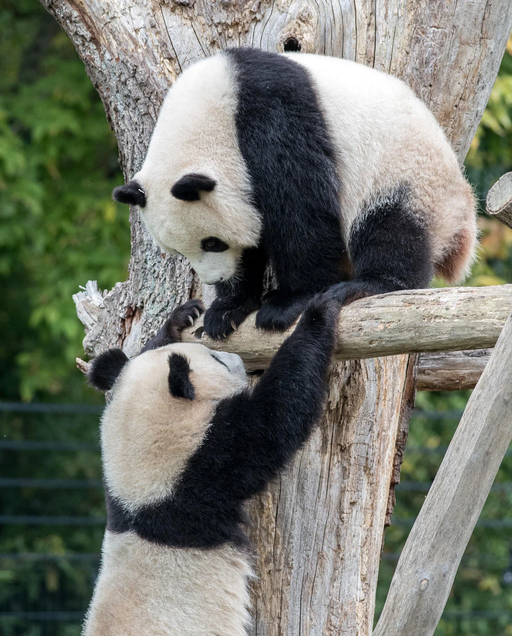 Berliner Zoo: Panda-Zwillinge dürfen nicht mehr bei Mama schlafen