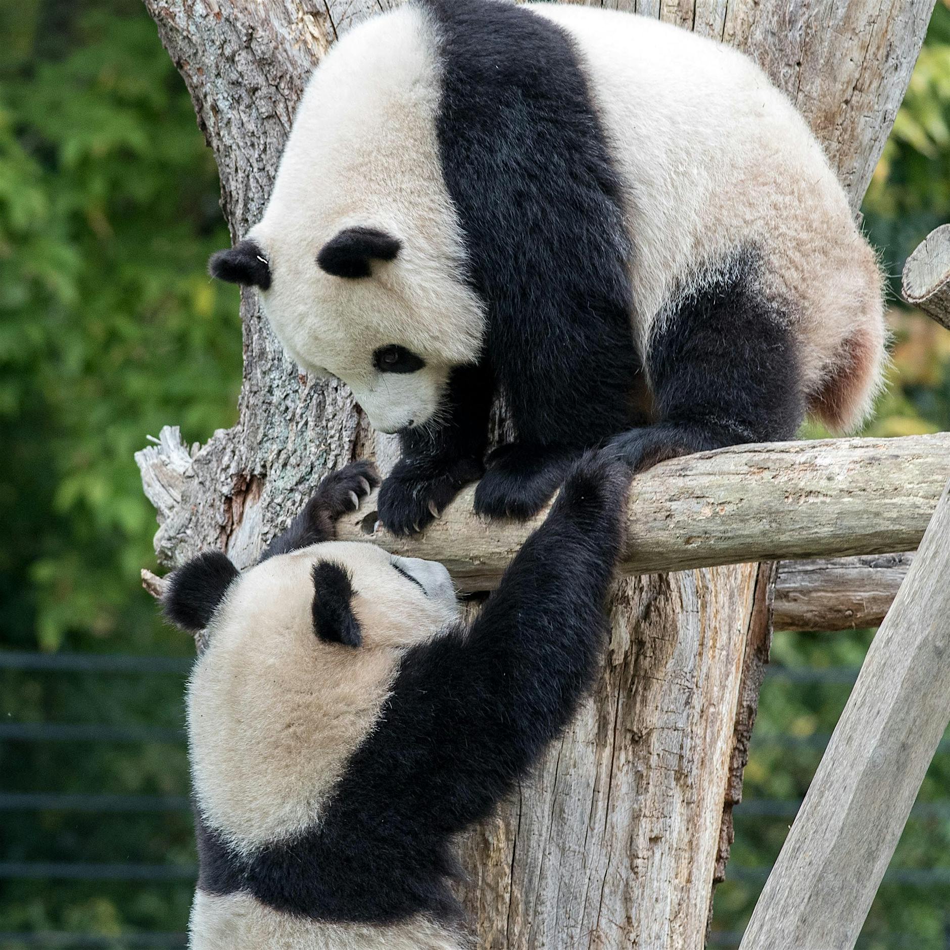 Berliner Zoo: Panda-Zwillinge dürfen nicht mehr bei Mama schlafen