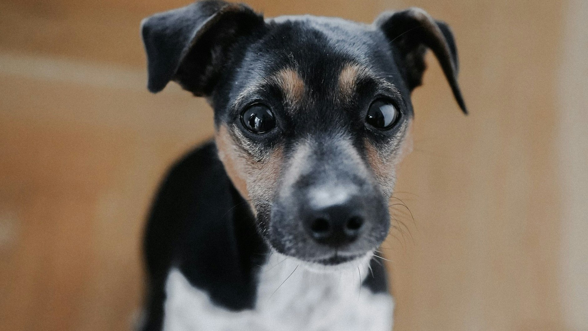 Der verschwundene Jack Russell-Hund Oskar (7). <br><br>