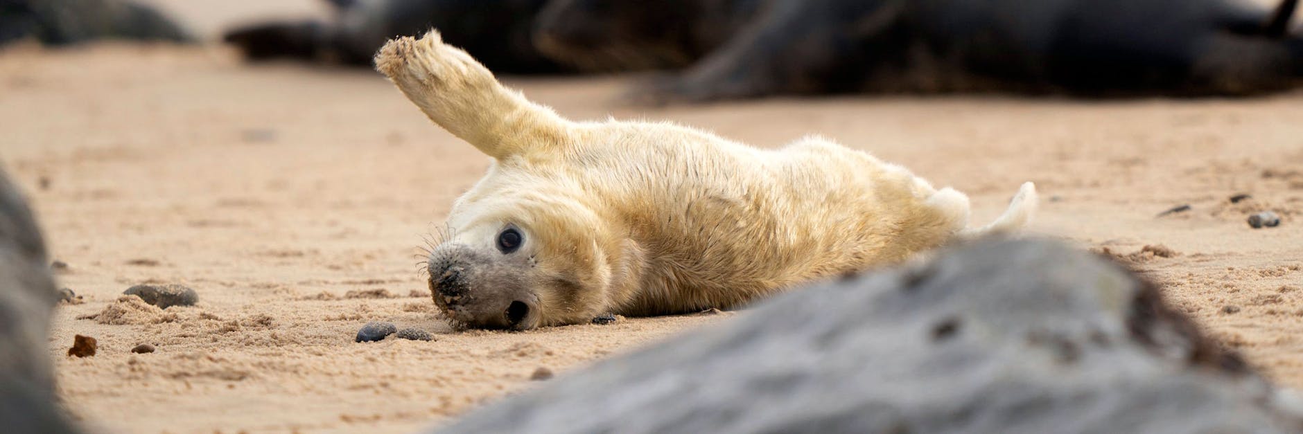 Ein neugeborenes Kegelrobbenjunges liegt am Strand von Horsey, als die Welpensaison an einem der wichtigsten Standorte für diese Säugetiere in Großbritannien beginnt. Auch an der Nord- und Ostsee sind die Tiere wieder heimisch. 