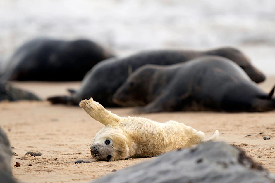 Ein neugeborenes Kegelrobbenjunges liegt am Strand von Horsey, als die Welpensaison an einem der wichtigsten Standorte für diese Säugetiere in Großbritannien beginnt. Auch an der Nord- und Ostsee sind die Tiere wieder heimisch.&nbsp;