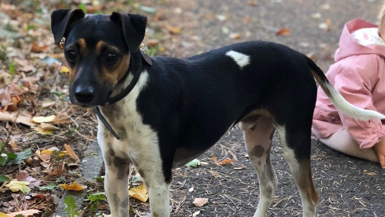 Der Jack-Russell-Terrier Oskar wird seit Wochen vermisst.