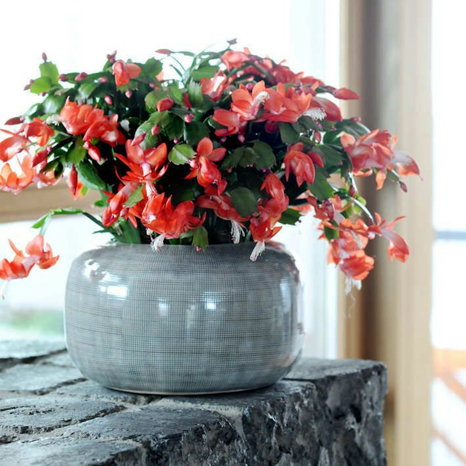 Die Schlumbergera in Rot ist ein Blickfang in den eigenen vier Wänden.