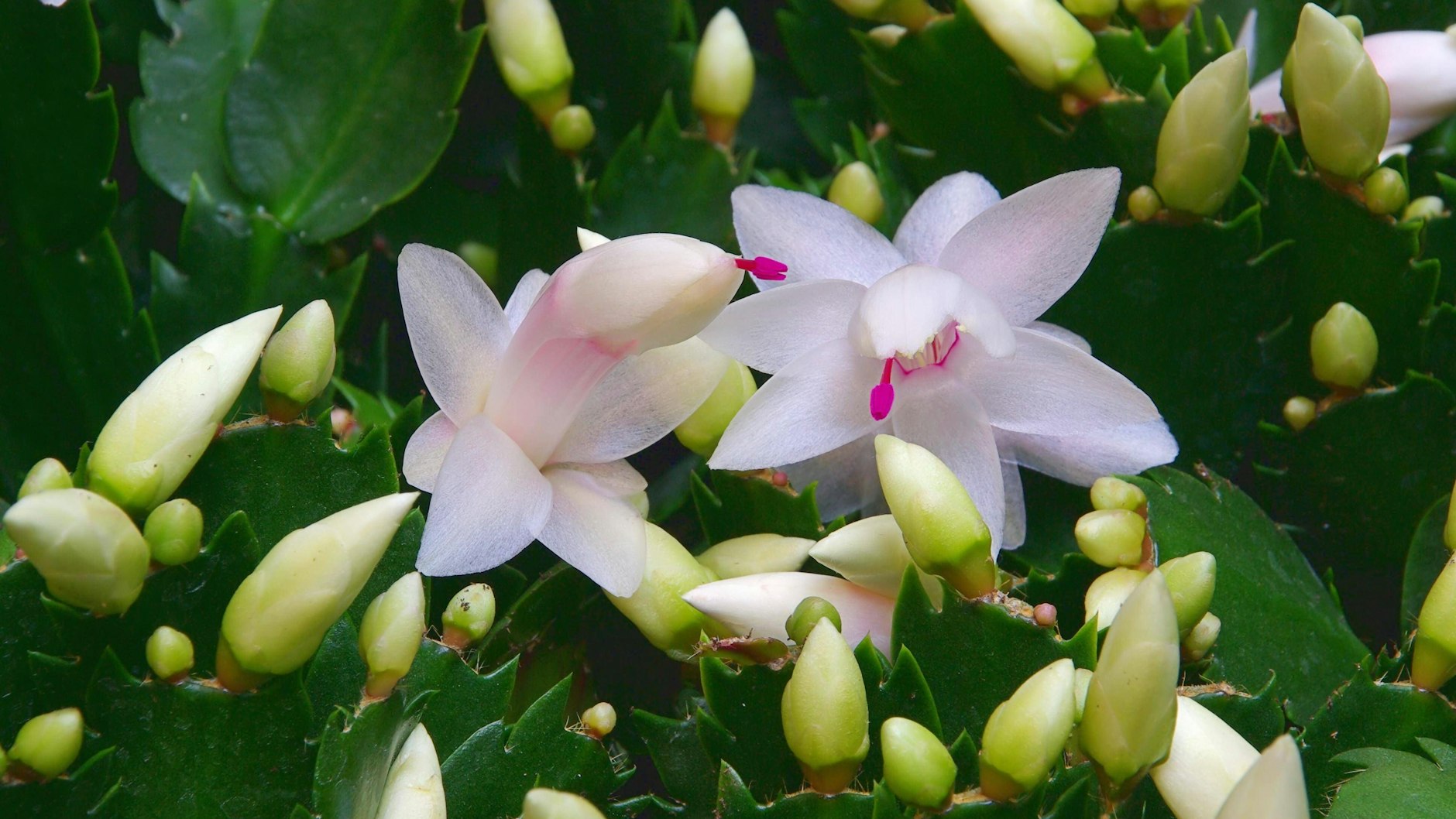 Besonders schön ist auch ein Weihnachtskaktus mit weißen Blüten.