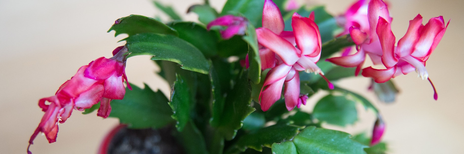 Wäre er ein Mensch, man würde ihn als faul bezeichnen: Hat der Weihnachtskaktus einmal Knospen und Blüten angesetzt, will er nicht mehr bewegt werden. Sonst wirft er sie ab.